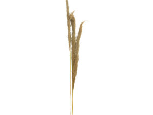 Set 3 Piese Frunze Deco Pampas