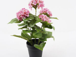 Plantă decorativă în ghiveci Hydrangea