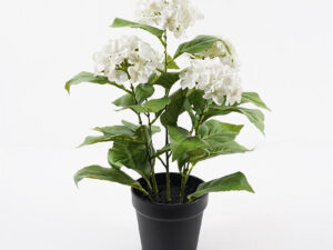 Plantă decorativă cu ghiveci Hydrangea