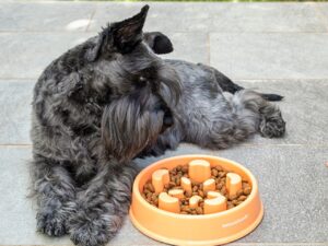 Castron hranire lenta pentru animale de companie