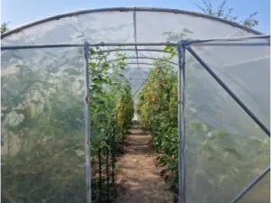 Solar legume 4