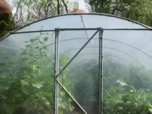 Solar legume 4