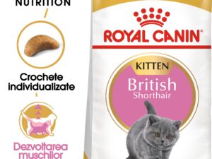 ROYAL CANIN British Shorthair Kitten