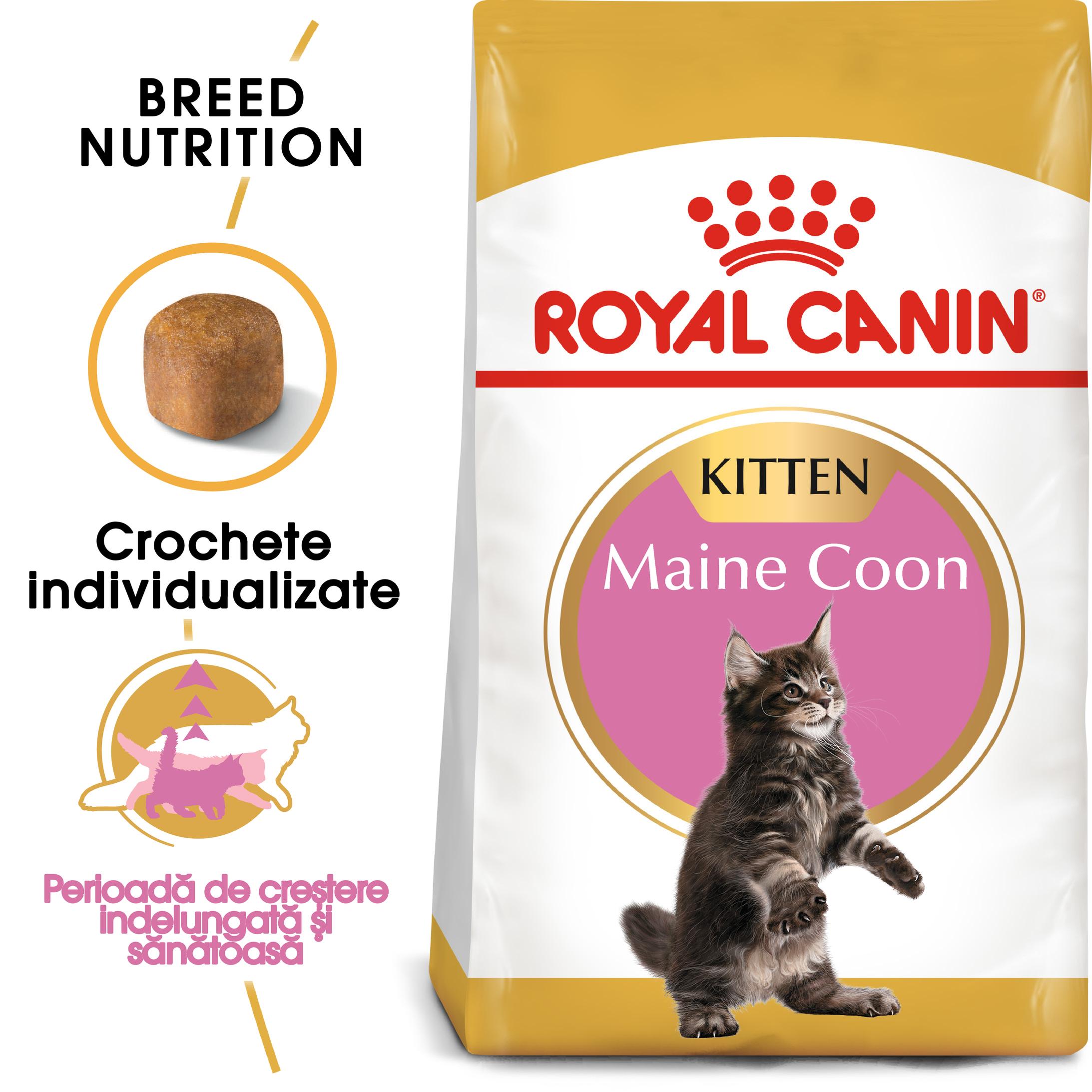 Reducere 25% - ROYAL CANIN Maine Coon Kitten, hrană uscată pisici junior, 2kg 2 hrană uscată pisici junior