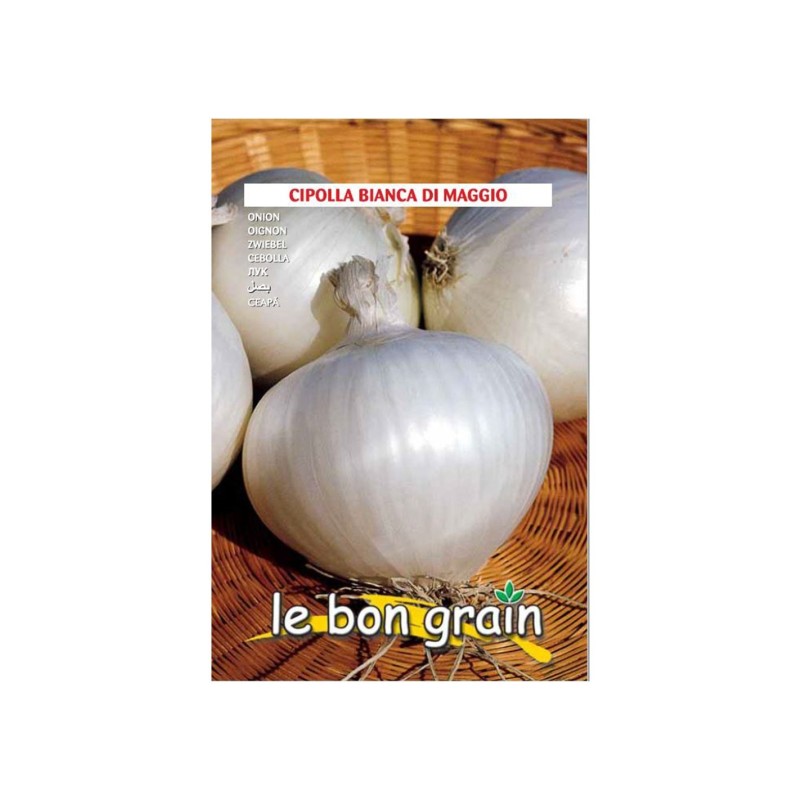 Reducere 14% - Seminte de Ceapa Apa, Bianca Di Maggio, 100 g, Raci Sementi 1 Seminte de Ceapa Apa