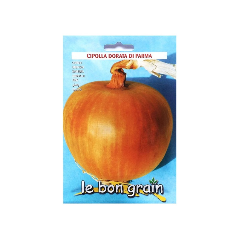 Reducere 14% - Seminte de Ceapa Aurie, Dorata di Bologna, 100 g, Raci Sementi 1 Seminte de Ceapa Aurie