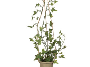 Ghiveci de agatat cu plante de iedera