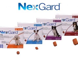 Nexgard Caine