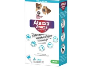 Ataxxa Dog