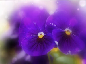 Black Violet